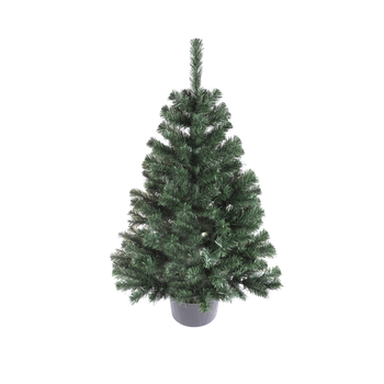 MONTANA SPRUCE IN POT 1.1 M CHRISTMAS TREE