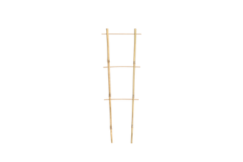 Bamboo double ladder 60 cm pack=25 pcs