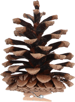 SET OF 6 PINECONES