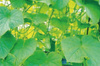 Garden mesh for climbing plants 0.9 x 1.8 M pack=6pcs