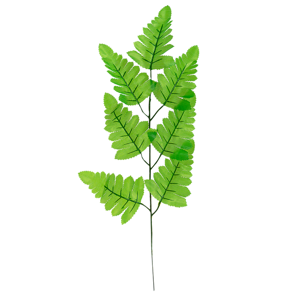Fern Leaf on Branch*9210