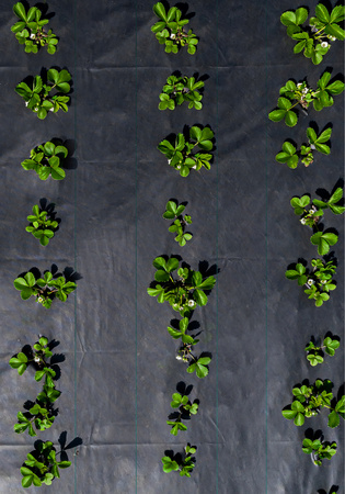 BLACK AGROTEXTILE 1,1 x 50 M 90 g/m2
