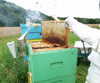 BEEKEEPER BRUSH 36 CM