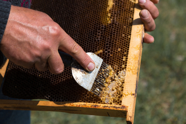 WIDELEC DO ODSKLEPIANIA MIODU Z PLASTIKOWĄ RĄCZKĄ 10,5 CM opak=6szt *3875