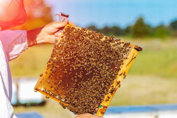 TOPIARKA PAROWA DO WOSKU Z PRASĄ *1420