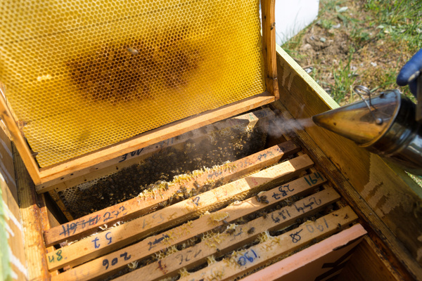 CHWYTACZ DO RAMEK ZE STALI NIERDZEWNEJ opak=10szt *2656