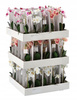 UMĚLÝ KVĚT - ORCHIDEA MIX 3 BARVY 30 CM balení=25 ks paleta=75 ks *4849