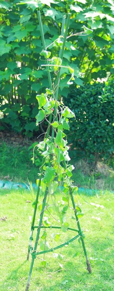 Suport pentru plante, roșii 11 MM x 180 CM *8204