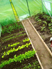 Garden Poly Tunnel 5-Segment Green 8 x 3 x 2 M