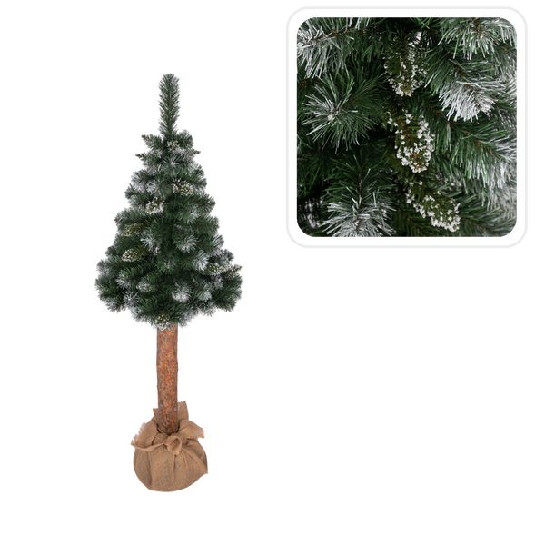 BALTICKÁ BOROVICA DIAMANTOVÁ NA KMEŇI 1,5 M STROMČEK *1194