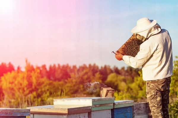 TOPIARKA PAROWA DO WOSKU Z PRASĄ *1420