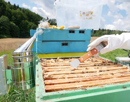 STAINLESS STEEL BEEKEEPING CHISEL IN WOODEN FRAME 20 CM