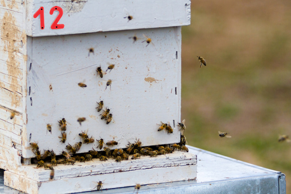 SET OF HIVE NUMBERS pack=50pcs