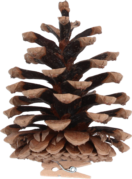 SET OF 6 PINECONES
