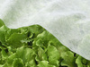 AGROTEXTIL 1.6 x 5 M JARNÍ BÍLÝ 17g *2067