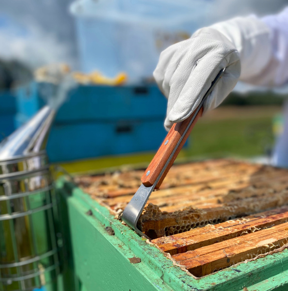 STAINLESS STEEL BEEKEEPING CHISEL IN WOODEN FRAME 20 CM