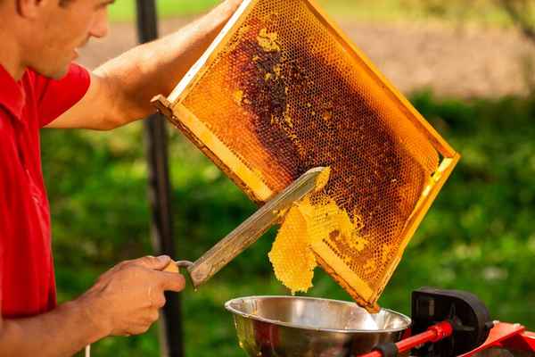 Honey uncapping knife serrated on one side pack of 6pcs