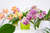 UMELÝ KVET - ORCHIDEJ BIELO-RŮŽOVÁ 70 CM balenie=2 ks *4771