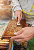 STAINLESS STEEL BEEKEEPING CHISEL IN WOODEN FRAME 20 CM