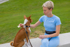 DOG ACCESSORIES