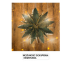 PAPER DECORATIVE STAR 50 CM GREEN DOUBLE-LAYER