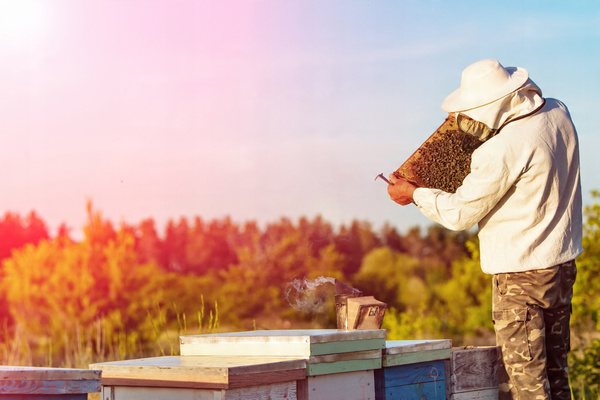 STAINLESS STEEL BEEKEEPING CHISEL 26 CM opak=6pcs