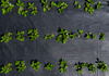 BLACK AGROTEXTILE 1,6 x 100 M 90 g/m2