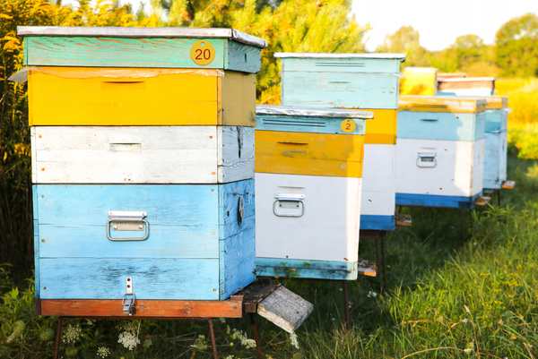 SET OF 20 HIVE NUMBERS (1-20)