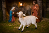 FIGURINE SHEEP 11 x 29 x 25 CM