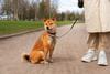 AUTOMATIC DOG LEASH