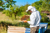 BEEKEEPING SUIT SIZE "L"