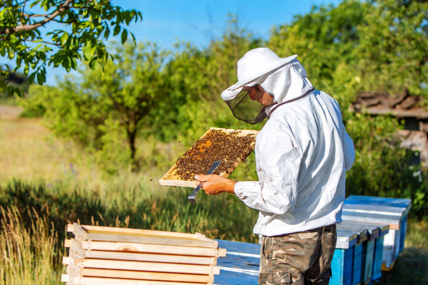SALOPETĂ APICOLĂ MĂRIME "L" *7668