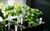 SET OF 12 PLASTIC POTS 7 x 7 x 8 CM