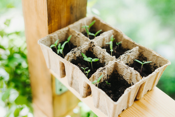 KPL. 4 BUC PORTIȚE ÎN GHIVECI DIN TURBA 27,5 x 9 x 5 CM