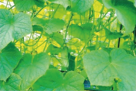 Garden mesh for climbing plants 1.8 x 5 m pack=6pcs