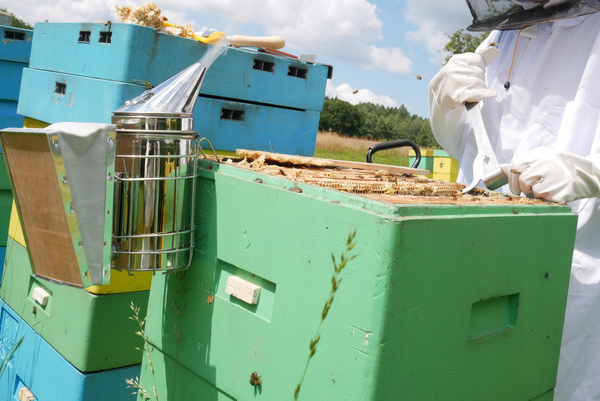 STAINLESS STEEL BEEKEEPING CHISEL 26 CM opak=6pcs