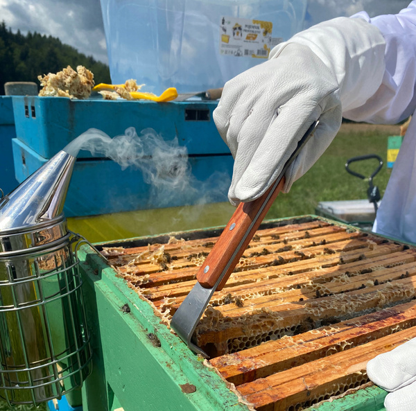 STAINLESS STEEL BEEKEEPING CHISEL IN FRAME 20 CM opak=6pcs