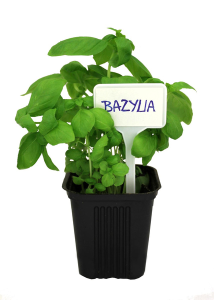 KPL. 30 TABLICZEK PLASTIKOWYCH DO OPISYWANIA ROŚLIN opak=12kpl *9683