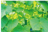 Garden mesh for climbing plants 0.9 x 1.8 M pack=6pcs