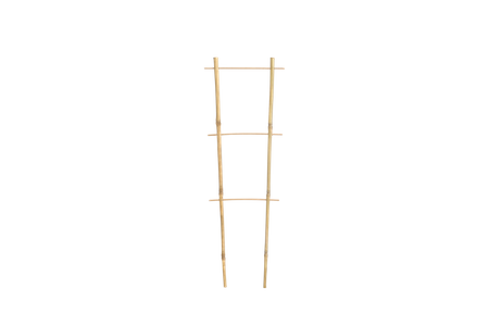 Bamboo double ladder 60 cm pack=25 pcs
