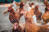 Protective mesh against birds MONO+MONO 8 X 20 M + 16 pins (15 g/m2)