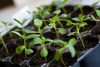 SET OF 100 POTS FOR PLANTING 6 X 5.8 CM PACK=10PL