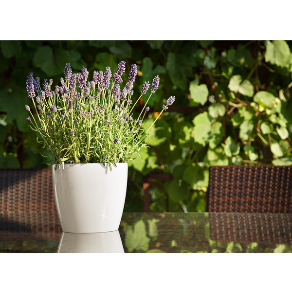 COVER - MAGNOLIA POT 300 MM CREAM *2066*