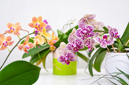 ARTIFICIAL ORCHID WHITE/PINK 70 CM