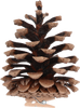 SET OF 6 PINECONES