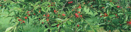 Protective mesh against birds MONO+MONO 8 X 20 M + 16 pins (15 g/m2)