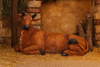 COW - FIGURE FOR THE CRIB 71x50.8x113
