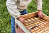 STAINLESS STEEL BEEKEEPING CHISEL IN WOODEN FRAME WITH PRY BAR 26 CM opak=6pcs