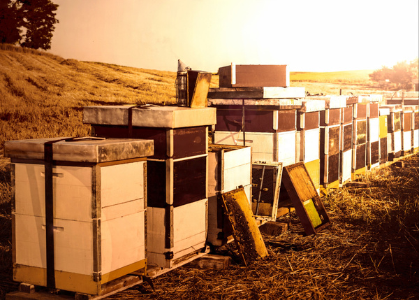 SPINNING STRAP FOR BEEHIVES/LUGGAGE 3.5 M pack=10 pcs