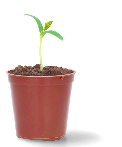 SET OF 12 POTS FOR SEEDLINGS FI 6 CM 